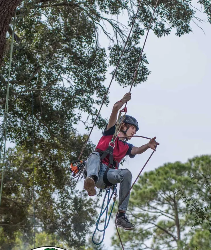 A climber on rope high in a pine canopy, working with a hand saw on a lanyard.