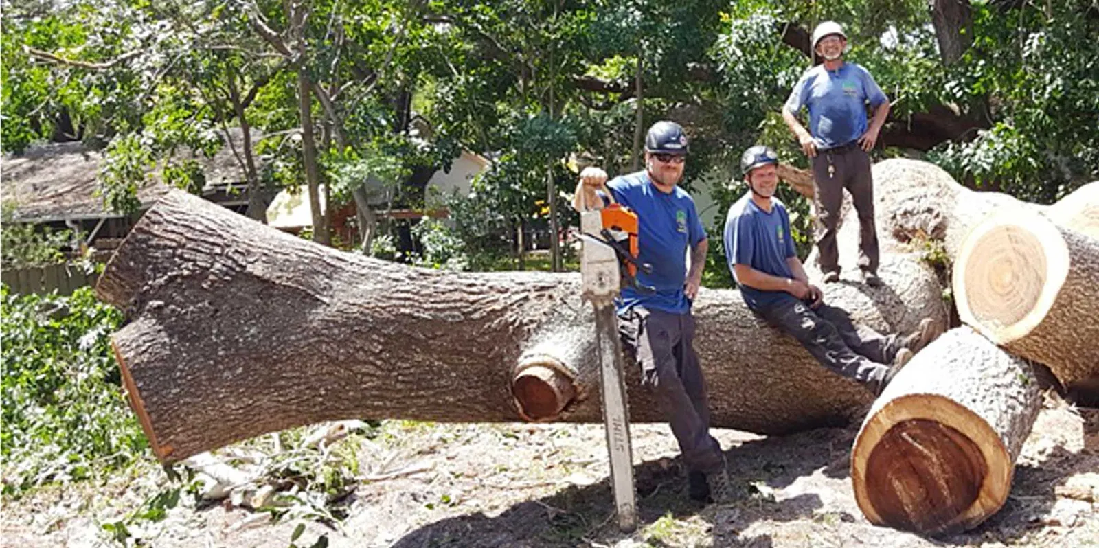 Three Happy's crew members standing on and beside the sectioned trunk of a very large oak they have taken down.