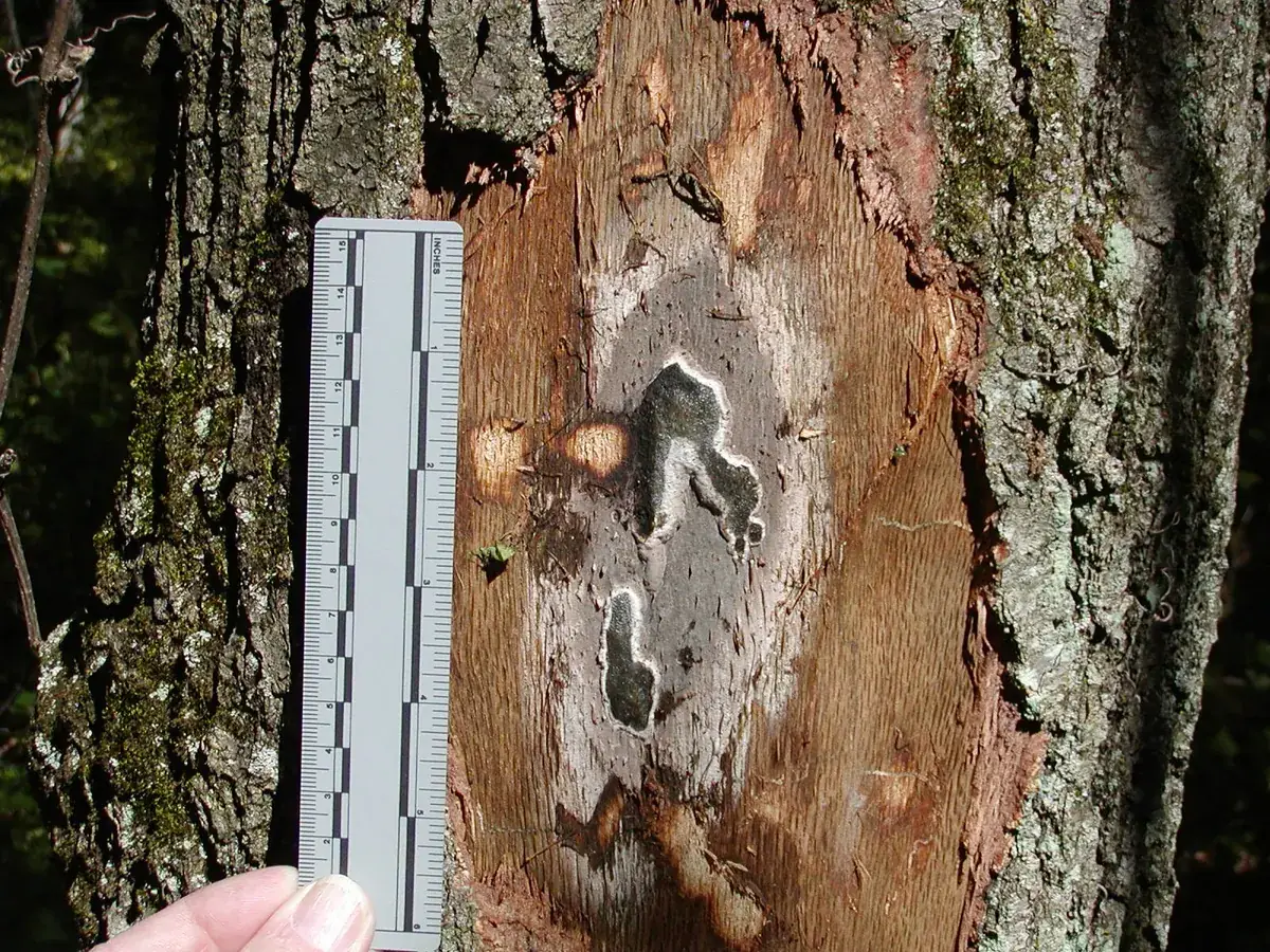 A hand holding a ruler against a decay pocket and old wound on the trunk of a mature tree, measuring the opening.