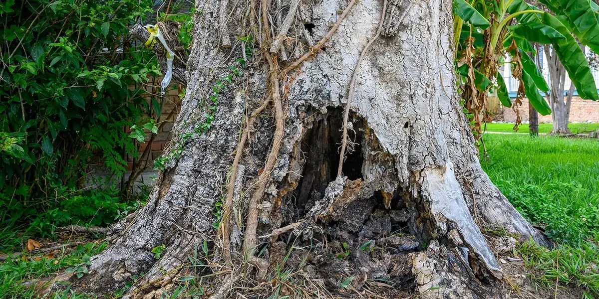 The hollowed base of a mature tree, the trunk open to the heartwood.