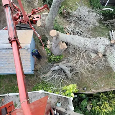 A boom reaching over a house roof toward a large sectioned oak lying on the ground beside the building.