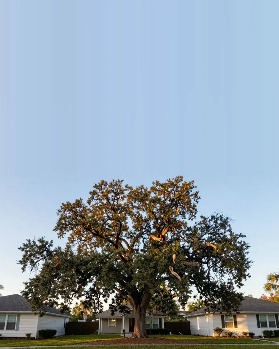 A mature oak photographed from across a front yard, the whole tree in frame from trunk base to the top of the canopy, houses behind it.