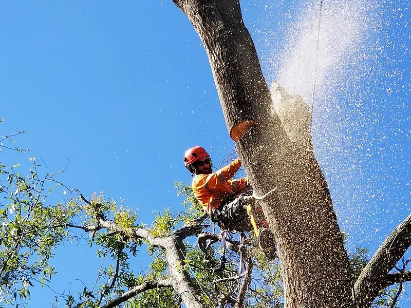A climber in orange hi-vis, roped into a tall bare spar, cutting with a chainsaw as sawdust sprays out against a clear blue sky.