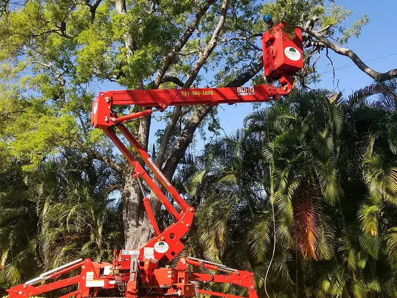 A red tracked spider lift raised into the canopy of a mature tree for overhead work.