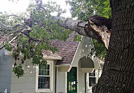 A large limb that has failed at a codominant union and come down across the roof of a single-story house.
