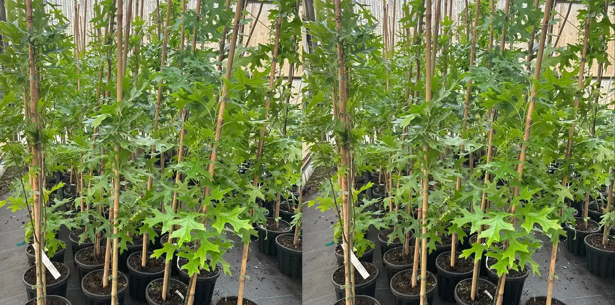 Rows of young container-grown oak trees ready for planting.