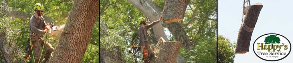 Tree Trimming - Creane work