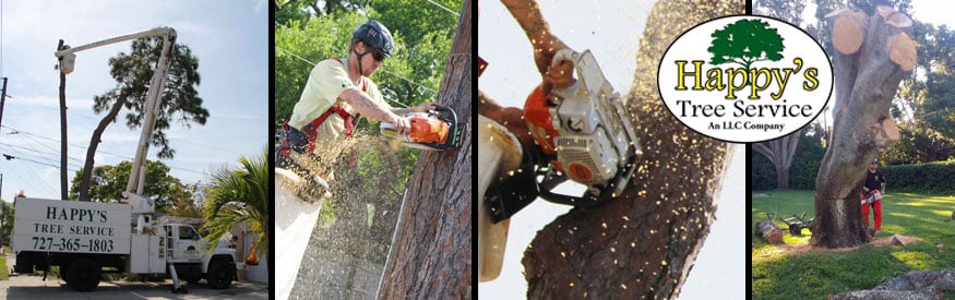 Tree Pruning Services in Pinellas County
