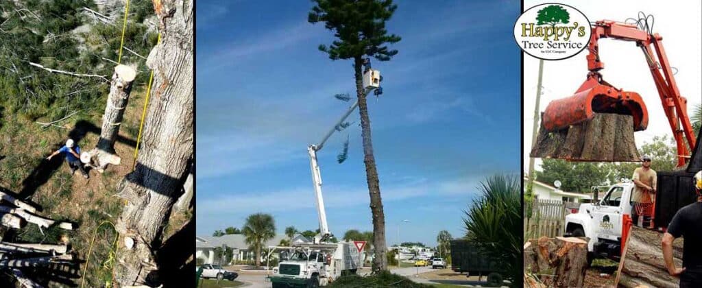 Tree Removal Company In Pinellas County