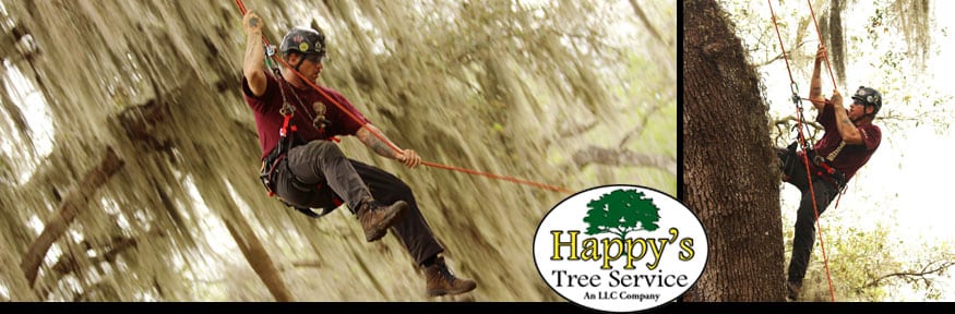 Safe Tree Removal Service In Pinellas County