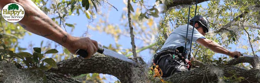 Tree Trimming Experts In Pinellas County