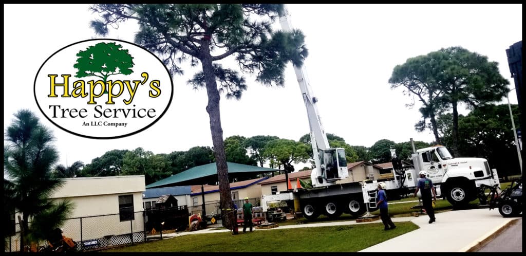 Tree Trimming In Clearwater, FL
