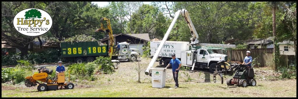 Tree Service In Clearwater, FL